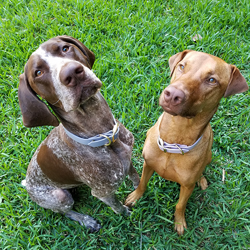 Carlos and Rosa