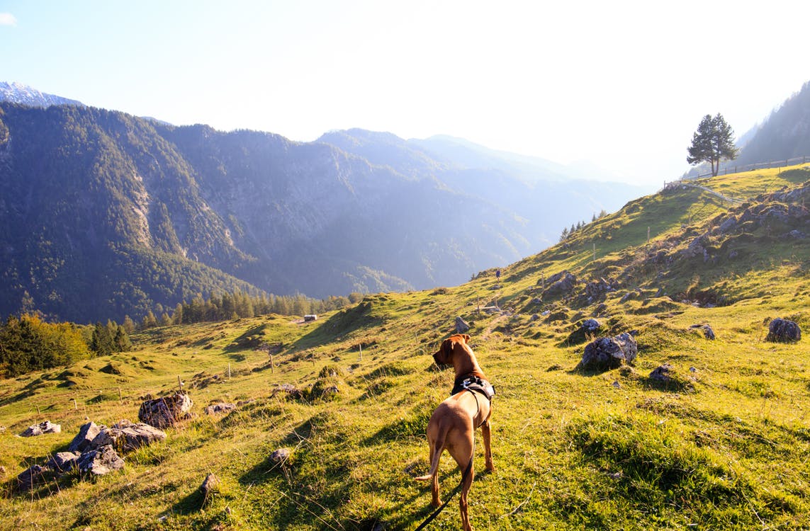 Be a dog walker and experience the great outdoors