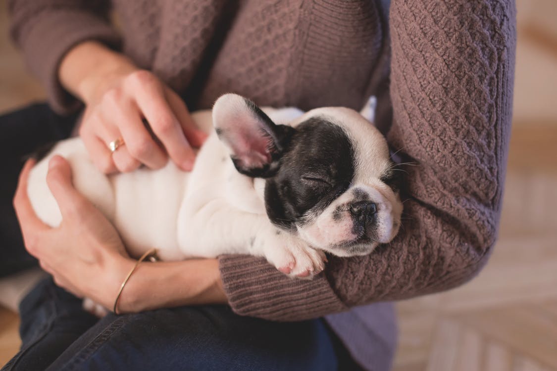 Be a pet sitter and acquire lots of furry friends