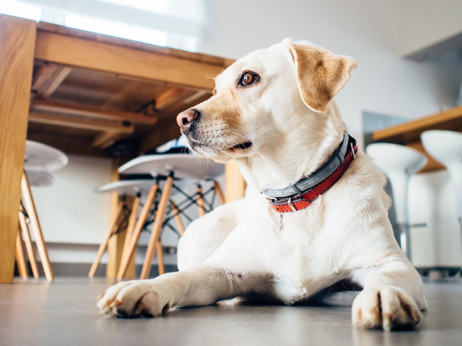 dog wondering if his wag walker will be nice