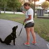 Become a dog walker the right way