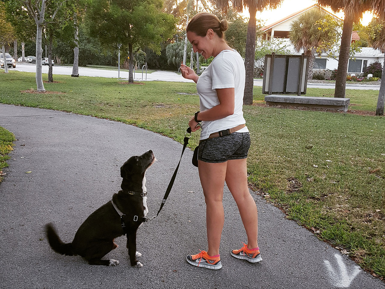 Become a dog walker the right way